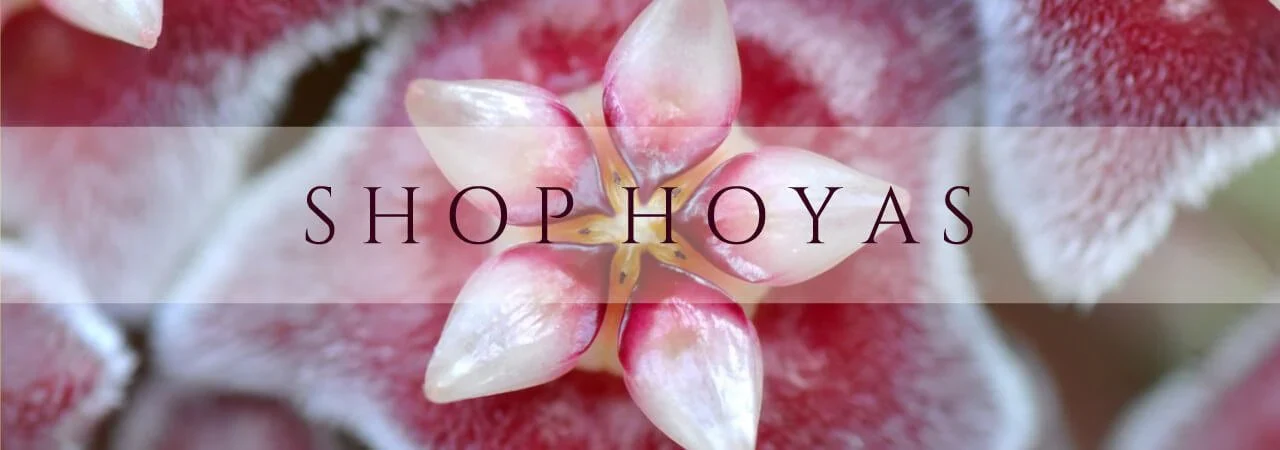 Australia's Premier Hoya Plant Boutique